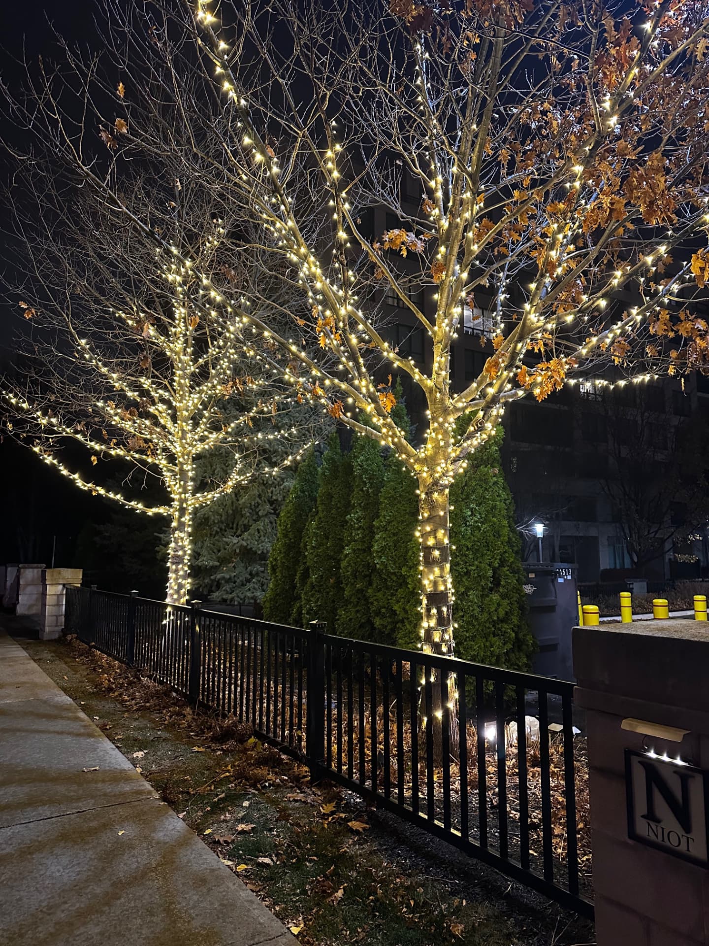 Mature trees wrapped in warm white mini lights along a walkway